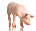 pig_thumbnail