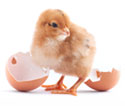 baby-chick