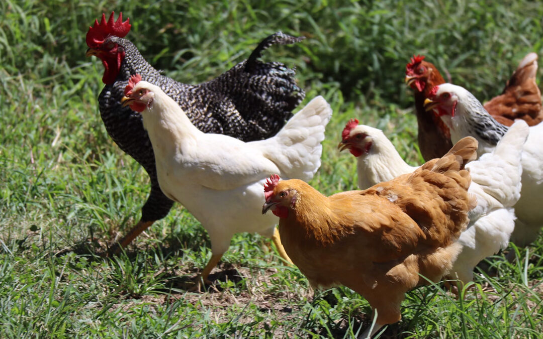 The Secret to Eggcellent Nutrition for Chickens